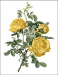 (image for) Willmott: Rosa Hemisphaerica